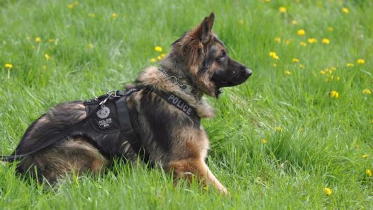 北京公交總隊(duì)警犬亮絕活，超聲波控制警犬已申報(bào)專利